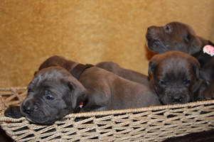 Old World Cane Corso Puppy